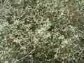 Corokia cotoneaster 02 ies.jpg