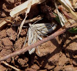 Crambid Moth (Parapoynx fluctuosalis? Acentropinae) (8247582696).jpg