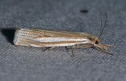Crambus laqueatellus - Eastern Grass-veneer Moth (14148373199).jpg