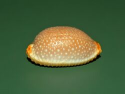 Cypraeidae - Nucleolaria nucleus.jpg