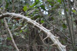 Dalbergia horrida at Mayyil, Kannur (2).jpg