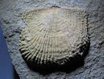 Dictyoclostus sp. (fossil brachiopod) (Byer Sandstone, Lower Mississippian; Chatham, Ohio, USA) 4.jpg