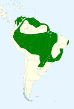 Donacobius atricapilla map.svg