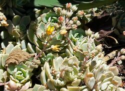 Echeveria multicaulis 1.jpg