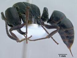 Ectomomyrmex astutus casent0179011 profile 1.jpg