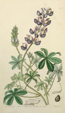 Edwards' botanical register, or, Ornamental flower-garden and shrubbery .. (1829-1847) (21149067586).jpg