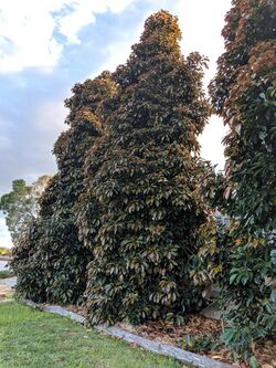 Elaeocarpus eumundi in a backyard.jpg