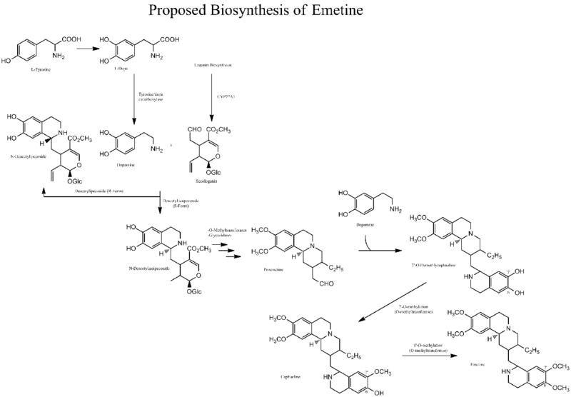 File:Emetine biosynthesis resized.png