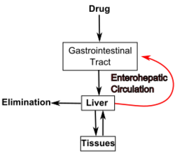 Enterohepatic.svg