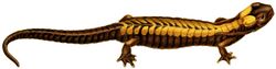 Erpétologie générale, ou, Histoire naturelle complète des reptiles (Bolitoglossa mexicana).jpg
