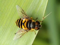 Eryngium yuccifolium-Eristalis transversa-female.jpg