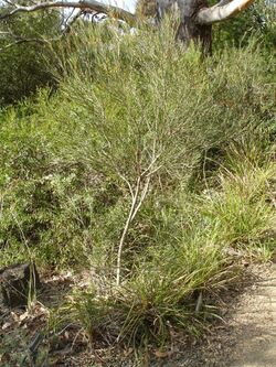 Eucalyptus angustissima1.jpg