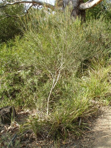 File:Eucalyptus angustissima1.jpg