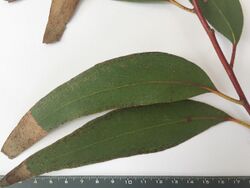 Eucalyptus sieberi - adult leaves.jpg