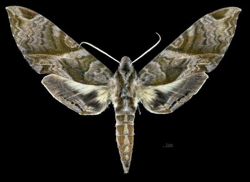 File:Eumorpha cissi MHNT CUT 2010 0 272 San Domingo Peru male dorsal.jpg