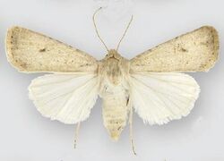 Euxoa tronellus (female).JPG