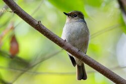 Female small niltava.jpg