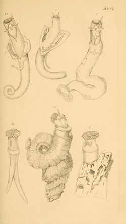 Figures of molluscous animals BHL11075359.jpg