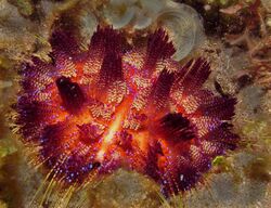 Fire Urchin Asthenosoma varium.jpg