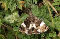 Four-spotted moth Lempes.jpg