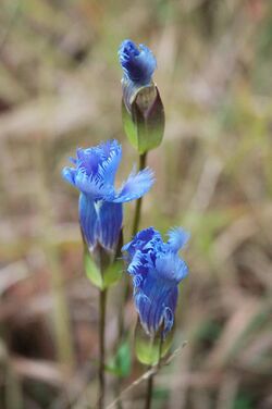 Fringed Gentian 0001.jpg