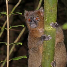 Greater bamboo lemur (Prolemur simus) male 2.jpg