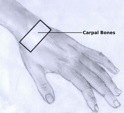 Hand carpal bones.jpg
