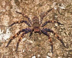 Heteropoda lunula (Doleschall, 1857) Purple Huntsman spider (8432713858).jpg