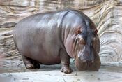 Hippopotamus - 04.jpg