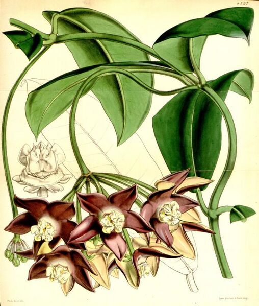 File:Hoya imperialis.jpg