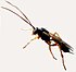 Ichneumon wasp - Flickr - gailhampshire (5) (cropped).jpg