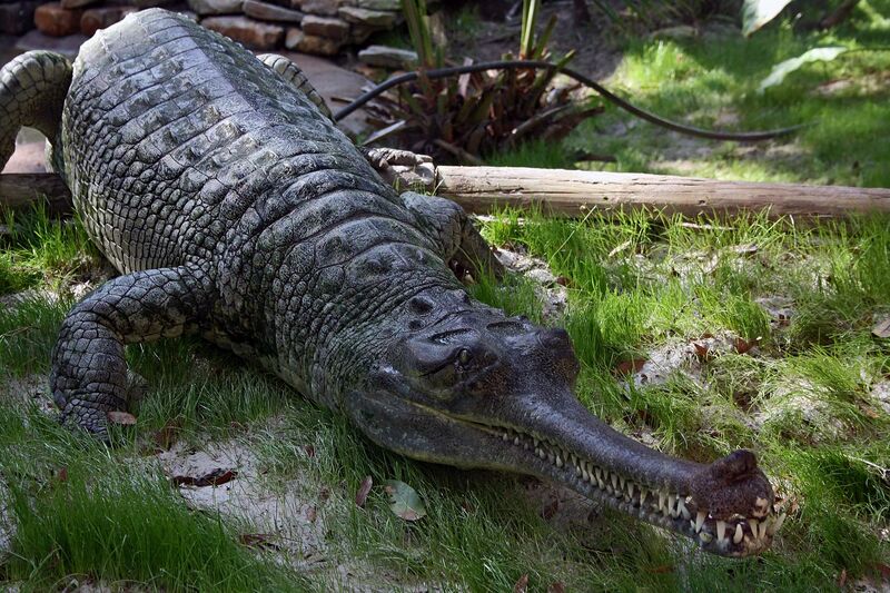 File:Indian Gharial Crocodile Digon3.JPG