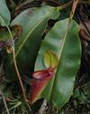Kinabalu Mesilau N. rajah upper pitcher plant 2 new.jpg