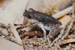 Leptobrachella fuliginosa, Dusty litter toad - Kui Buri National Park (48006892476).jpg