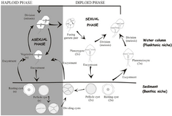 Life cycle of dinoflagellates.webp