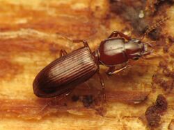 Little Carabid on a Log (29078738015).jpg