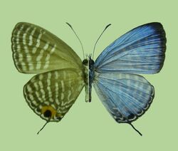 Lycaenid butterfly,Palawan Island,the Philippines, Jamides aritai.male.jpg