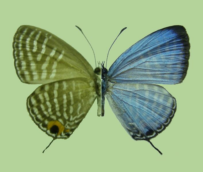 File:Lycaenid butterfly,Palawan Island,the Philippines, Jamides aritai.male.jpg