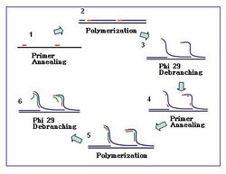 MDA reaction 1.JPG