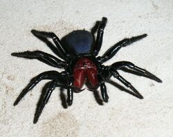 Male Mouse Spider.jpg