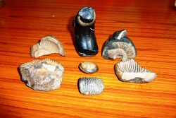 Marine fossils found high in the Himalayas. Collection of the Abbot of Dhankar Gompa, HP, India.jpg