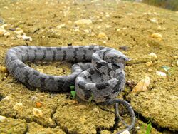 Mediterranean Cat Snake.jpg