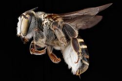 Megachile townsendiana.jpg