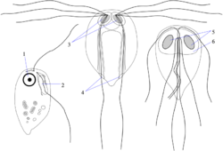 Metamonada retortamonas hexamita giardia.svg