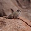 Metriopelia aymara - Golden-spotted ground dove.jpg