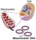 Mitochondrial DNA lg.jpg