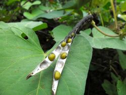 Mung bean (Vigna radiata) Dired open Pod in Hong Kong.JPG