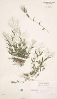 P. trichoides, isotype herbarium sheet