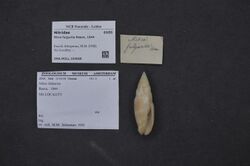 Naturalis Biodiversity Center - ZMA.MOLL.104068 - Mitra fulgurita Reeve, 1844 - Mitridae - Mollusc shell.jpeg
