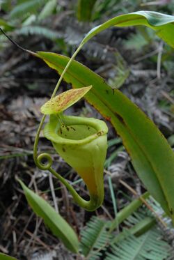 Nepenthes paniculata upper pitcher.jpg